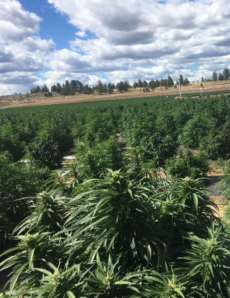 工業大麻提取