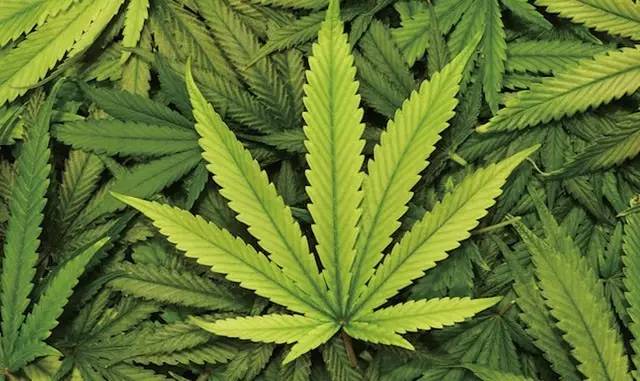 大麻二酚提取